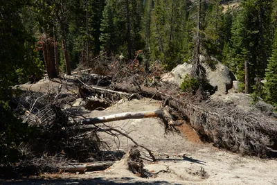 DSC_0207 (Large).JPG